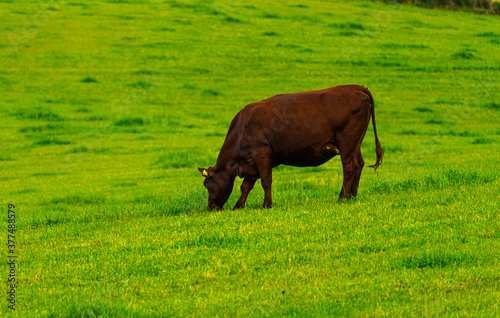 Brown dairy cow grazing peacefully on a lush green meadow in the hills.