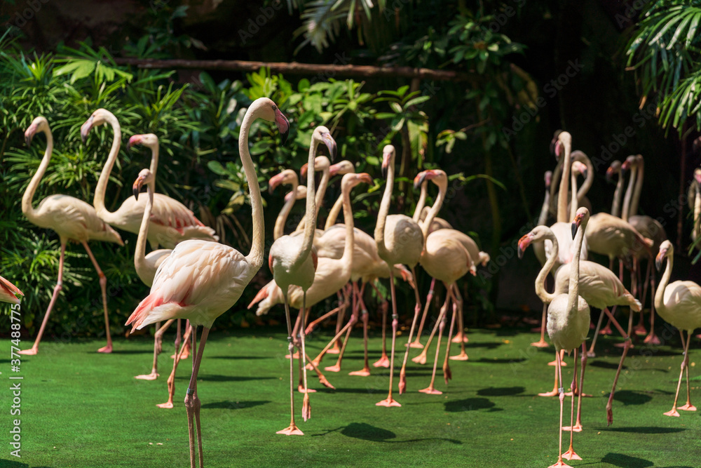 A group of Greater flamingos marching on the ground. A group of Greater flamingos marching on the ground.