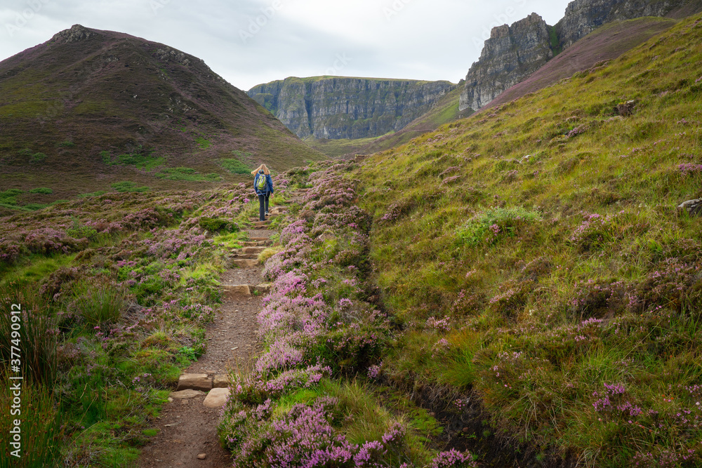 Back view of a teenage girl walking up a hiking trail towards the Quiraing rocks on the Isle of Skye, Scotland. Carpets of blooming purple heather growing on hills