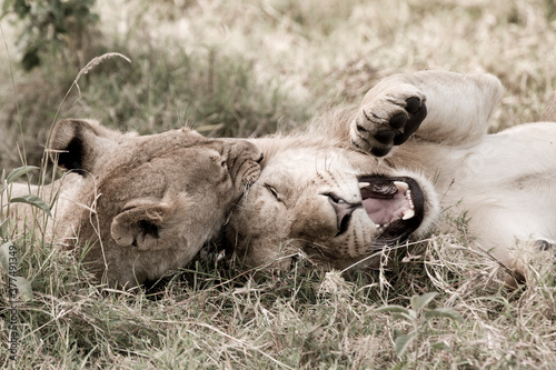 Pair of male and female juvenile lions rolling around, Maasai Mara, Kenya