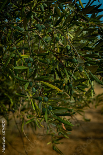 Wallpaper Mural Olives 2 Torontodigital.ca