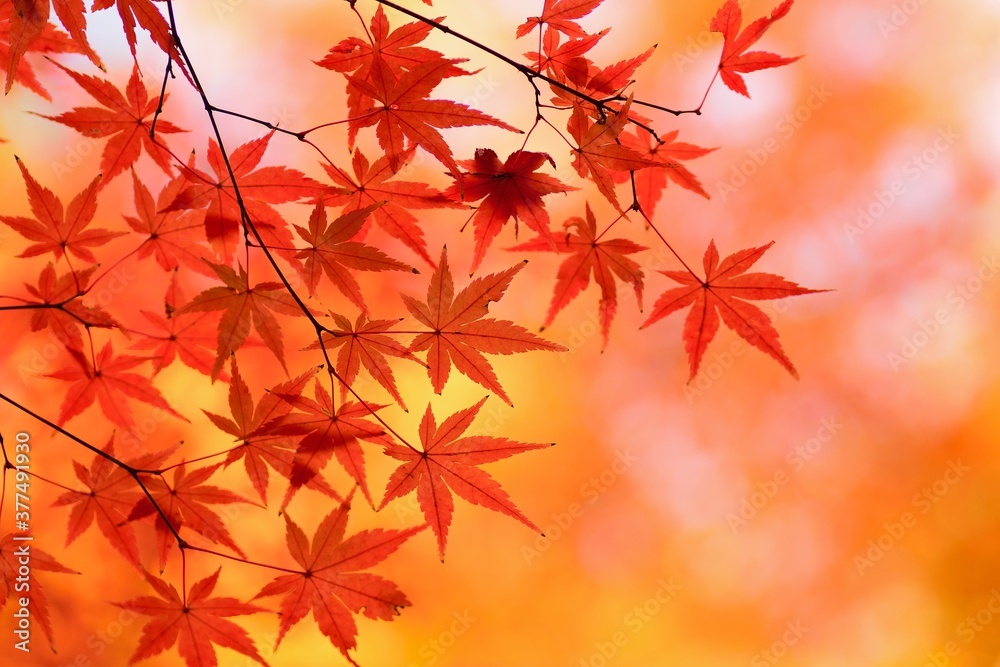Landscape of vibrant colorful Japanese Autumn Maple leaves Landscape of vibrant colorful Japanese Autumn Maple leaves