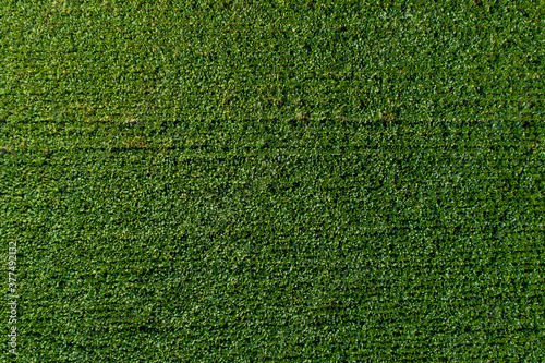 Farmers harvest sugar beet in a country field. Sugar beet harvest with a Sugarbeet harvester an agricultural machine.