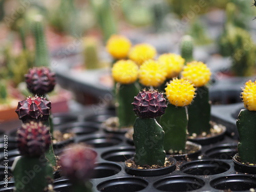 Cactus tree green trunk has sharp spikes around blooming in Plastic pots