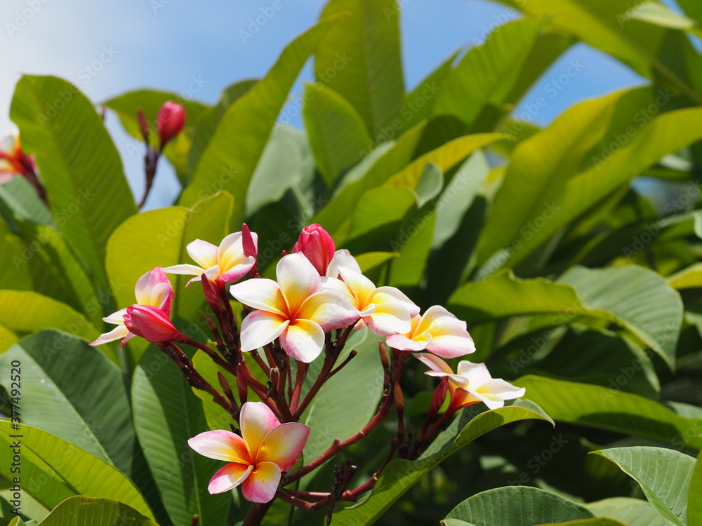 Plumeria mix color white pink and yellow colorfull flower blooming in garden on blur nature background Tropical nature, Frangipani, Temple, Graveyard Tree Apocynaceae