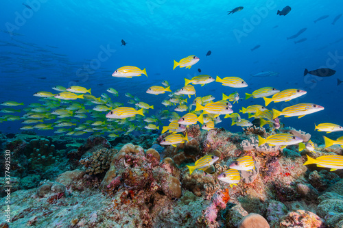 Fototapeta Naklejka Na Ścianę i Meble -  School of Yellow tropical fish swim above colourful coral reef in the Pacific Ocean