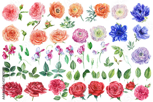 Beautiful set of watercolor flowers roses, leaves, anemones, ranunculus and sweet pea isolated background. photo