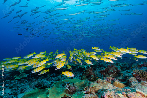 Fototapeta Naklejka Na Ścianę i Meble -  School of yellow fish swim under large school of silver barracuda with coral reef in Micronesia