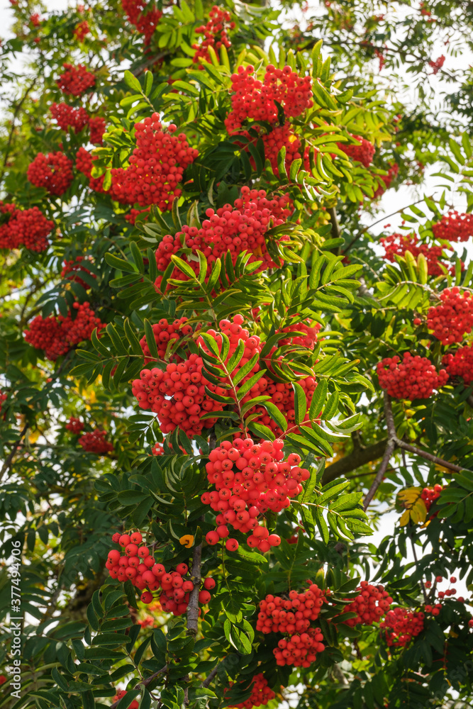 Hochformat: Leuchtende reife rote Vogelbeeren an einer Eberesche (lat.: Sorbus aucuparia)