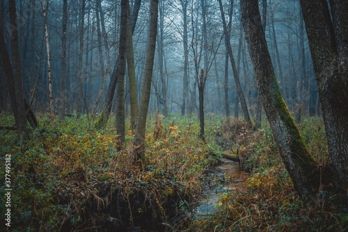 forest in the morning