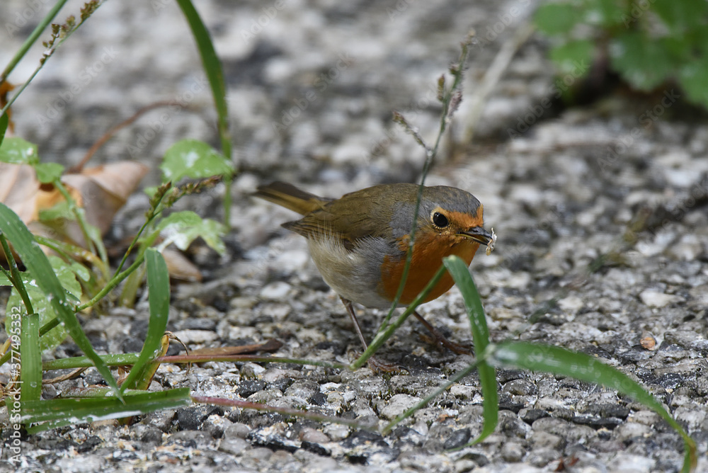 Fototapeta premium wunderschönes Rotkehlchen