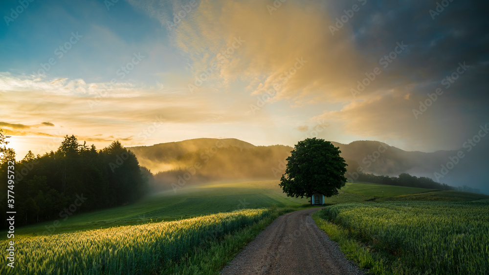 Germany, Black Forest Schwarzwald, Misty morning atmosphere over green pastures, fields and path after sunrise