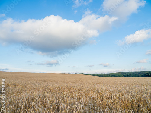 ripening ears of wheat on a wheat field