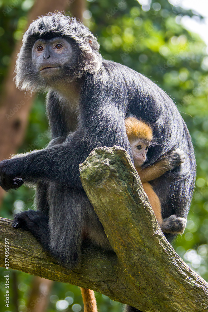 Obraz premium The female Javan lutung (Trachypithecus auratus) and baby's closeup image, also known as the ebony lutung and Javan langur, is an Old World monkey from the Colobinae subfamily