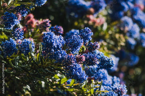 pacific blue ceanothus tree with blue flowers outdoor in sunny backyard