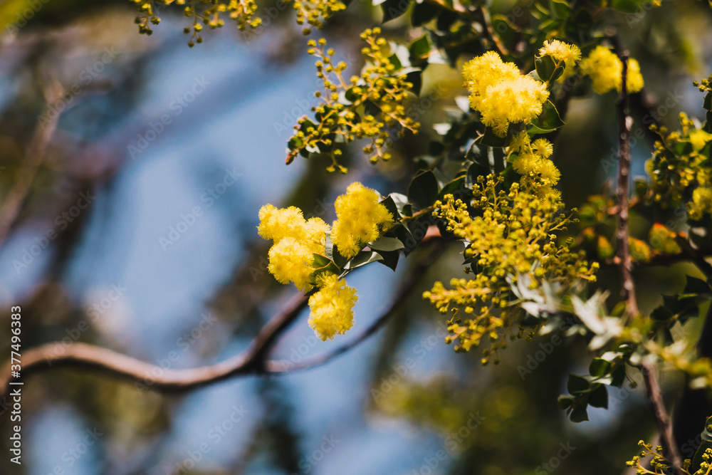 native Australian wattle plant outdoor in a sunny backyard native Australian wattle plant outdoor in a sunny backyard