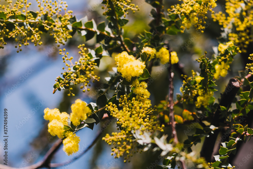 native Australian wattle plant outdoor in a sunny backyard native Australian wattle plant outdoor in a sunny backyard