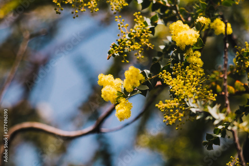 native Australian wattle plant outdoor in a sunny backyard © faithie