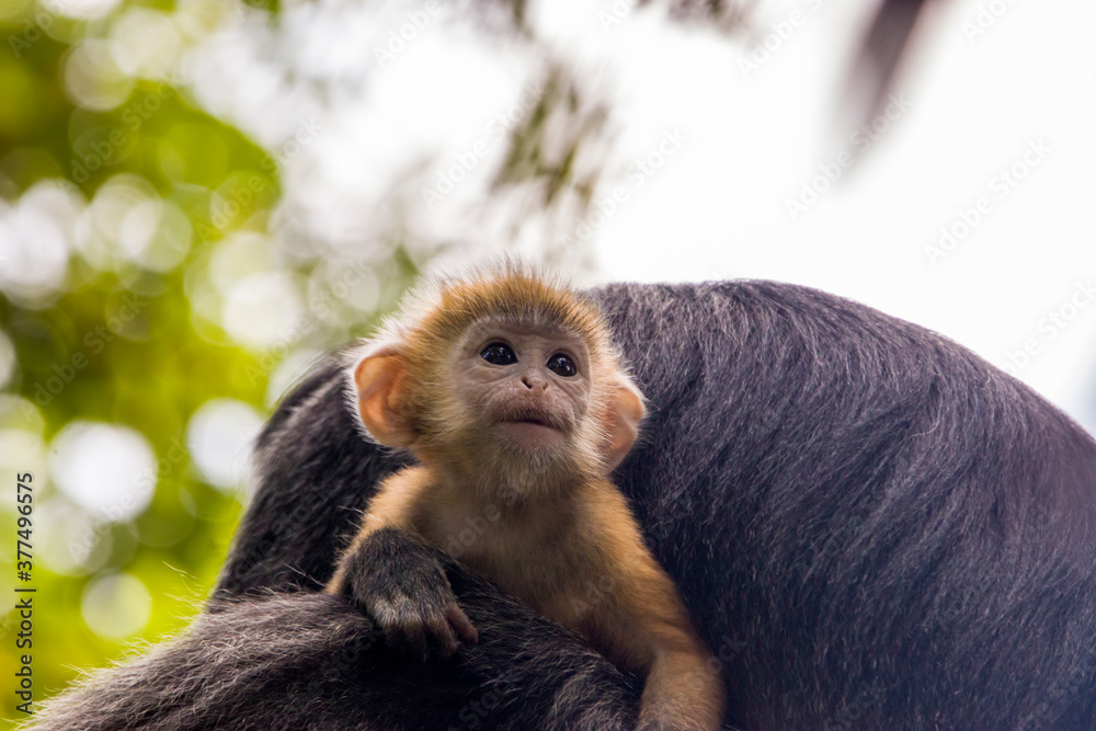 Fototapeta premium The baby Javan lutung (Trachypithecus auratus) closeup image, also known as the ebony lutung and Javan langur, is an Old World monkey from the Colobinae subfamily