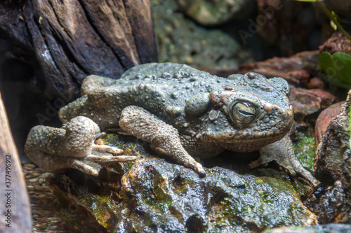 The giant river toad (Phrynoidis juxtasper)  is a species of toad in the family Bufonidae. It is found in Borneo and Sumatra below 1,600 m.
