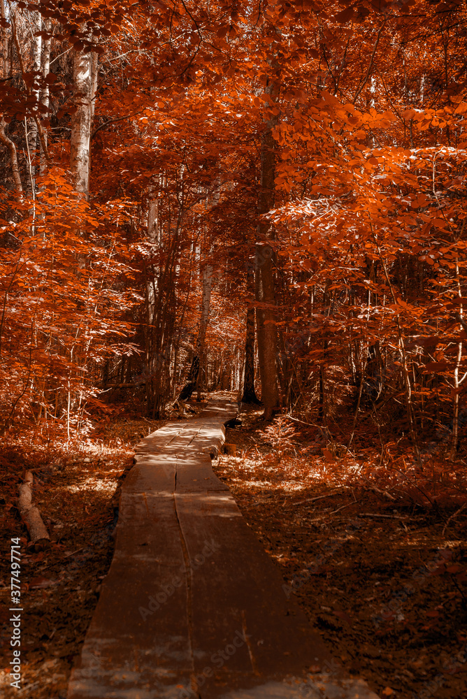 Wooden bridge walk way through the forest