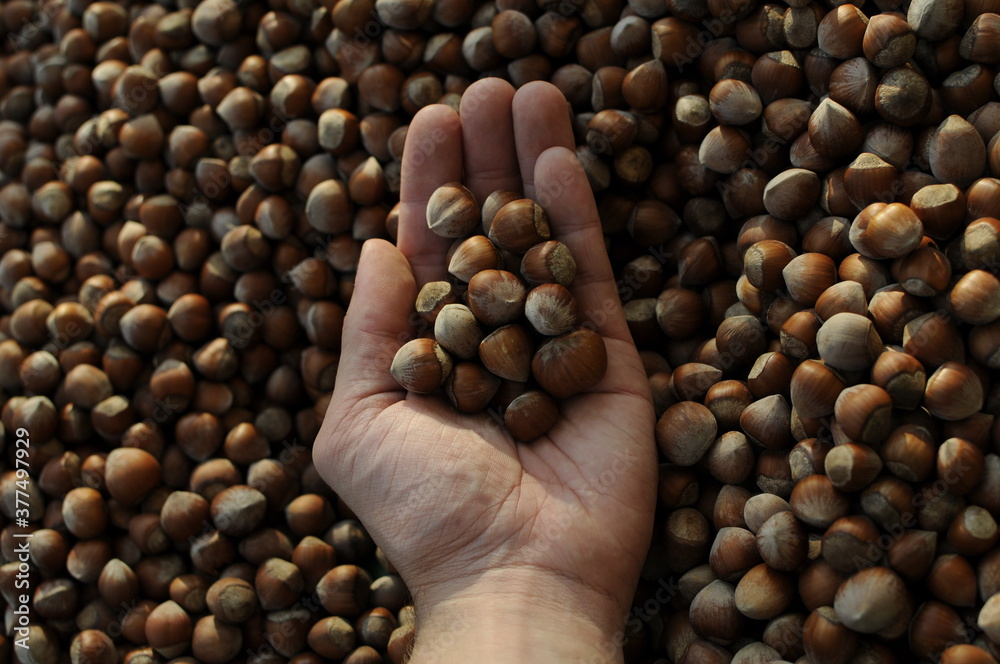 Close up hazelnuts. Hazelnut composition and backgorund. Turkish hazelnuts. organic natural food. taking nuts with his hand.healty food.