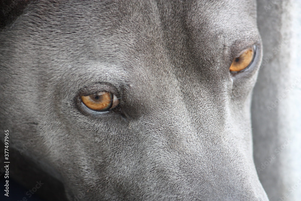 Portrait eines Thai Ridgeback Hundes mit treuem Blick Portrait eines Thai Ridgeback Hundes mit treuem Blick