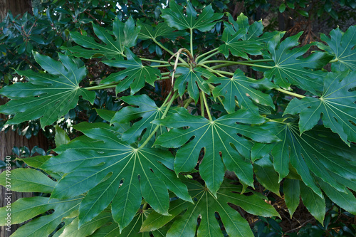 Canvastavla Glossy-leaf paper plant (Fatsia japonica)