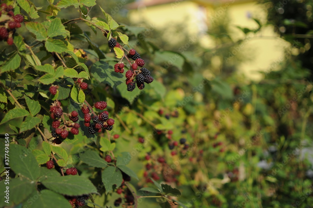Hands picking blackberries during main harvest season with basket full of blackberries. ripe and unripe blackberries grows on the bush. . Berry background. Female hands hold blackberries. Hands picking blackberries during main harvest season with basket full of blackberries. ripe and unripe blackberries grows on the bush. . Berry background. Female hands hold blackberries.