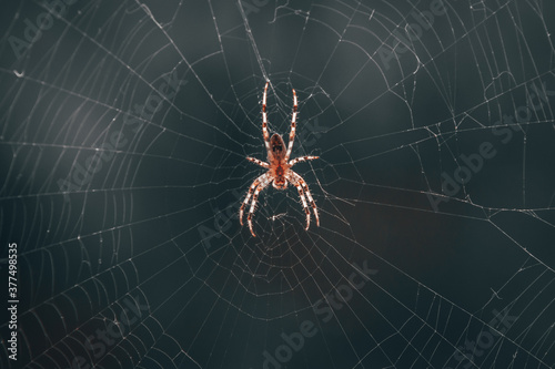 spider on the web © Konrad