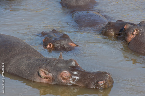 Hippopotamus herd bathing in the Mara River, Kenya