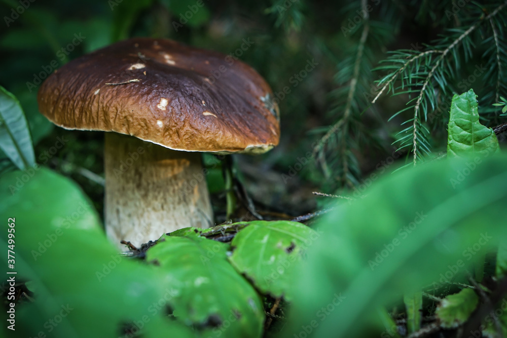 Beautiful blurred background fresh mushroom in the forest grass. 
