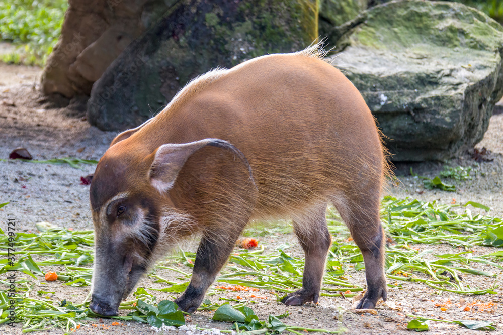 The red river hog (Potamochoerus porcus) is a wild member of the pig family living in Africa, with most of its distribution in the Guinean and Congolian forests. The red river hog (Potamochoerus porcus) is a wild member of the pig family living in Africa, with most of its distribution in the Guinean and Congolian forests.