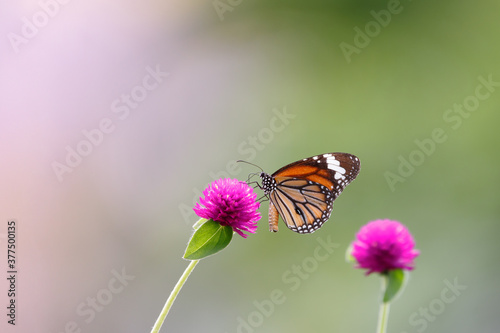 butterfly on the flower in early morning