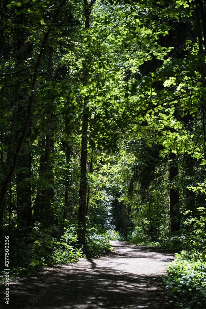 A sunlit path through a magical green forest