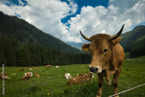 Happy cows in the Alps  living ther life on a beautiful meadow 
