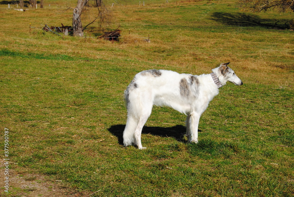 Fototapeta premium The Russian borzoi dog on the field in the green grass with the sunlight