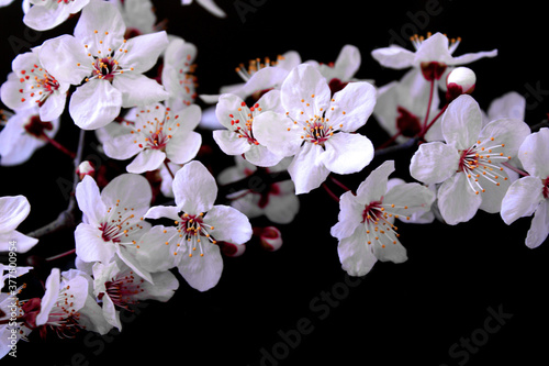 cherry blossom on black background