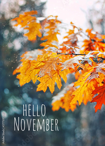 Hello November. Oak leaves on nature background. autumn landscape, Fall season concept. 