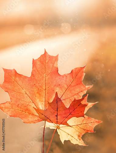 Orange maple leaves on nature background. autumn landscape, Fall season concept. copy space