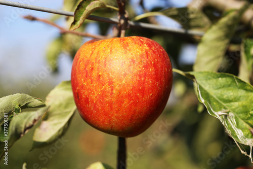 Reifer Apfel am Baum photo