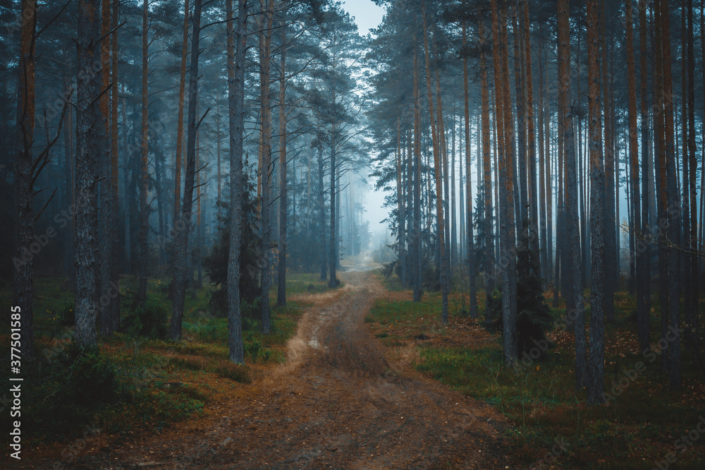 Obraz premium path in the forest