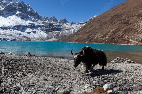 Black yak grazing near Gokyo lake in Himalayas, Nepal. Beautiful Gokyo valley in himalayan mountains. photo