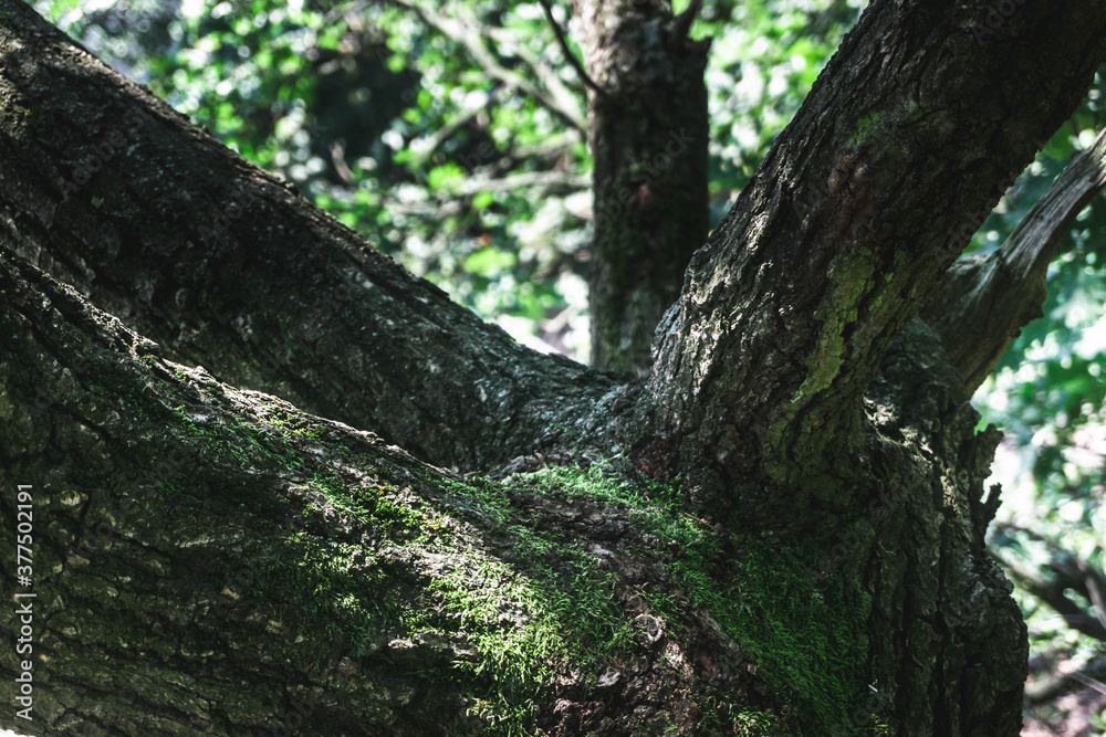 tree in the forest tree in the forest
