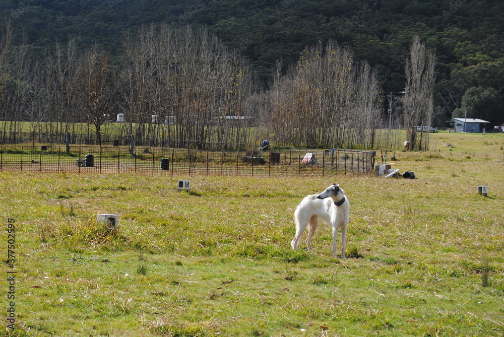 The Russian borzoi dog on the field in the green grass with the sunlight The Russian borzoi dog on the field in the green grass with the sunlight