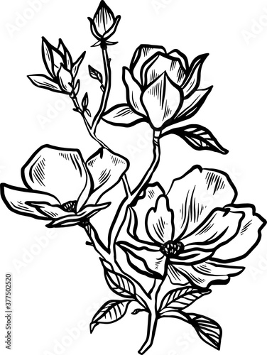 Flowering magnolia branch of scratch style. Sketch engraving vector illustration. Scratch board style imitation. Black and white hand drawn image.