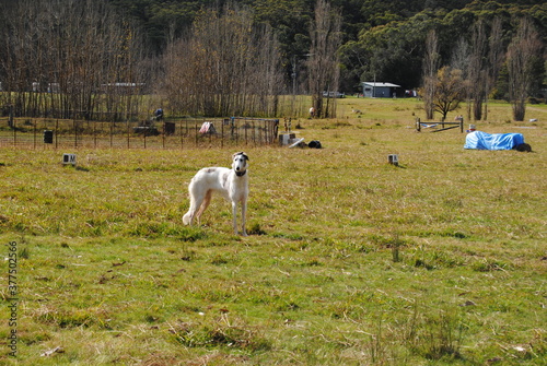 The Russian borzoi dog on the field in the green grass with the sunlight