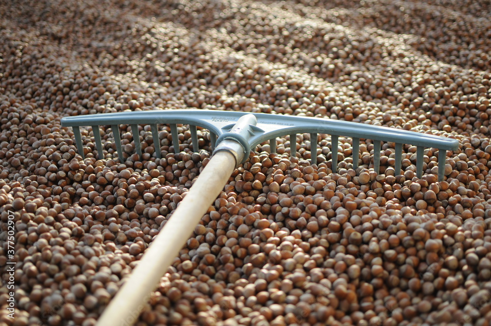 Hazelnuts dry on the ground. Process of Turkish hazelnuts. organic