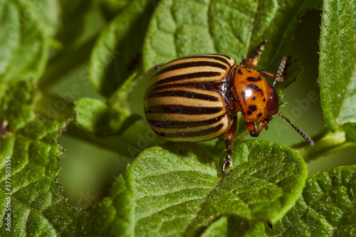 Colorado potato beetle and red larva crawling and eating potato leaves. Close-up. Macro effect photo.