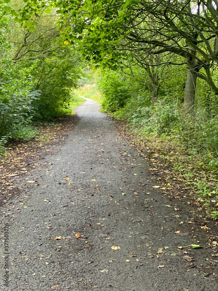 Fototapeta premium path in the forest